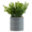 Green Shrub Plant In Silver Pot